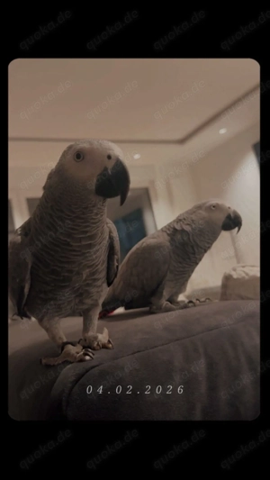 Graupapageien Pärchen (m+w) abzugeben inkl. XXL Premium Käfig (Neupreis 1200 ) + komplettes Zubehör Bild 2