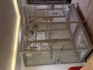 Graupapageien Pärchen (m+w) abzugeben inkl. XXL Premium Käfig (Neupreis 1200 ) + komplettes Zubehör Bild 8