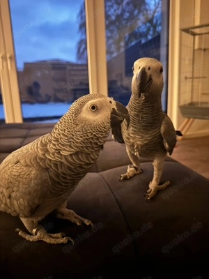 Graupapageien Pärchen (m+w) abzugeben inkl. XXL Premium Käfig (Neupreis 1200 ) + komplettes Zubehör Bild 4
