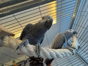 Graupapageien Pärchen (m+w) abzugeben inkl. XXL Premium Käfig (Neupreis 1200 ) + komplettes Zubehör Bild 6