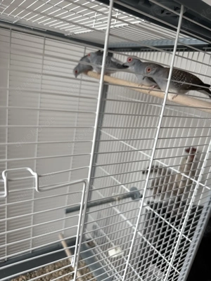 4 Diamanttäubchen (2 Pärchen) inkl. Käfig abzugeben