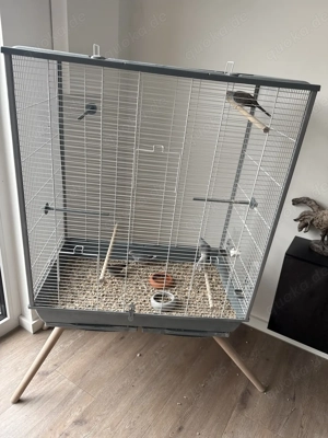 4 Diamanttäubchen (2 Pärchen) inkl. Käfig abzugeben Bild 2