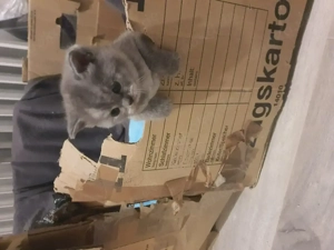 Sehr schön bkh Kitten