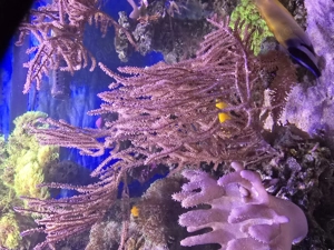 korallen für Anfänger im Köln Porz