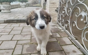 Sonnenschein Kiro: Freundlicher Wirbelwind wartet auf dich
