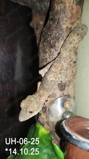 0,3 Uroplatus henkeli, Piebald inside Bild 2