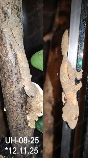 0,3 Uroplatus henkeli, Piebald inside Bild 3