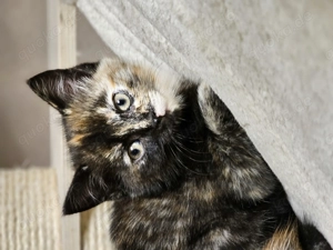 BKH Mix Kätzchen suchen ihren Menschen  Bild 5