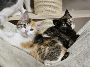 BKH Mix Kätzchen suchen ihren Menschen  Bild 3