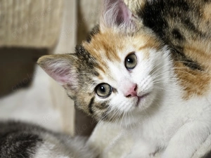 BKH Mix Kätzchen suchen ihren Menschen  Bild 4