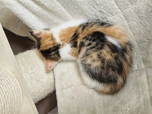 BKH Mix Kätzchen suchen ihren Menschen  Bild 2