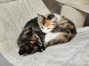 BKH Mix Kätzchen suchen ihren Menschen 