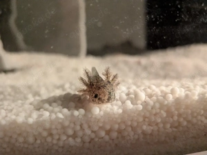 Axolotl Jungtiere 