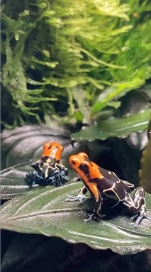 Ranitomeya Monte Cristo (0.1)