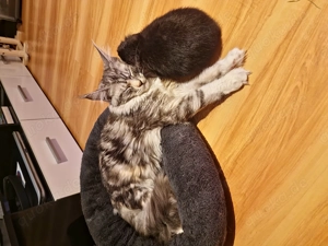 Maine Coon Katze Coco Bild 10