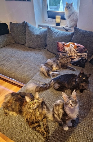 Maine Coon Katze Coco Bild 6