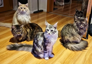 Maine Coon Katze Coco Bild 3