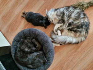 Maine Coon Katze Coco Bild 2