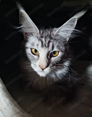 Maine Coon Katze Coco Bild 8