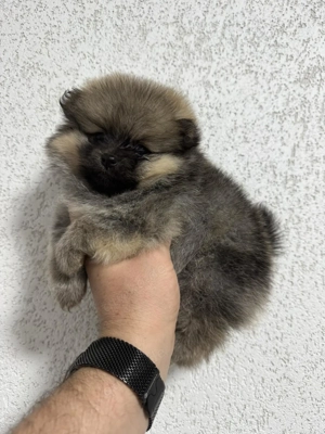 Pomeranian Zwergspitz Bild 3