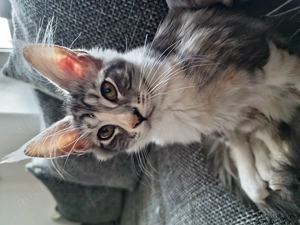 Maine Coon Katze Coco