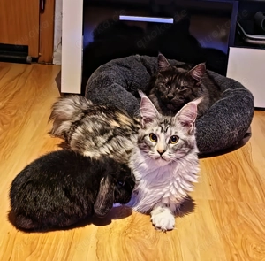 Maine Coon Katze Coco Bild 4