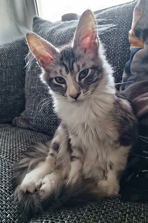 Maine Coon Katze Coco Bild 9