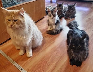 Maine Coon Katze Coco Bild 7