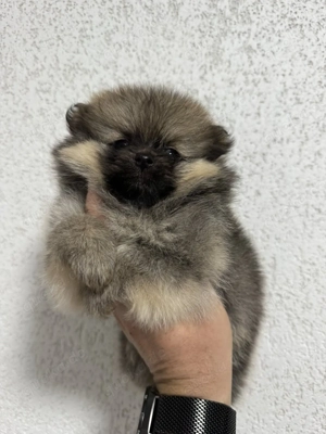 Pomeranian Zwergspitz Bild 2