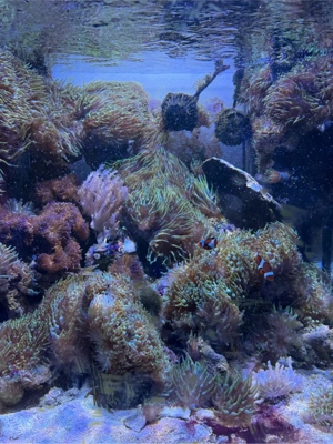 Meerwasseraquarium - Auflösung   Lebendgestein, Korallen & Fische abzugeben