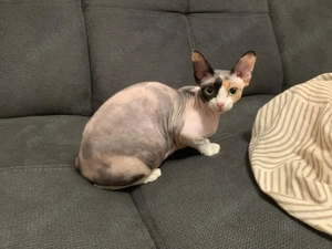 Sphynx Katze