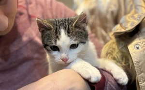 Mut auf sanften Pfoten: Ash möchte Ihr Herz erobern