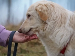 Quo sucht sein Zuhause