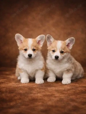 Welsh corgi pembroke