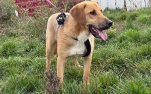 Schenkst du Mogli Geborgenheit?