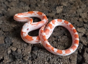Lavablood Motley Pied, Lavablood 