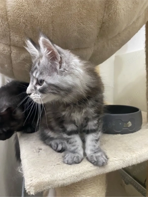 Maine Coon Kater Kitte