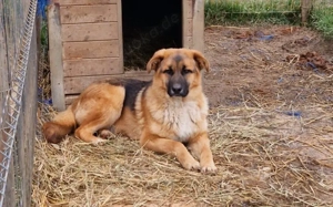 Clifford wartet auf Ticket ins Glück