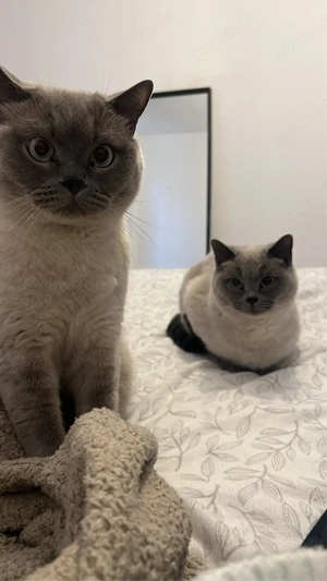 Britische Kurzhaar Katze