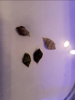 Täubchenschnecke Meerwasser Aquarium Cleaning Crew