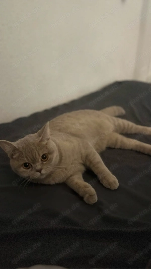 BKH Kätzchen sucht neues Zuhause