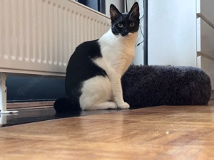 scheue Marta sucht geduldiges zuahuse 