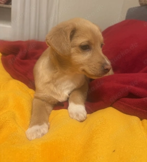 Leano sucht ein Zuhause