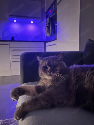 Liebevolles Zuhause für Teddy gesucht