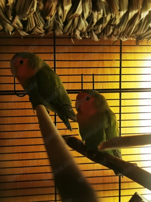 Rosenköpfchen   Pfirsichköpfchen   Agapornis  Bild 7