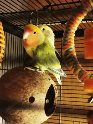 Rosenköpfchen   Pfirsichköpfchen   Agapornis  Bild 3