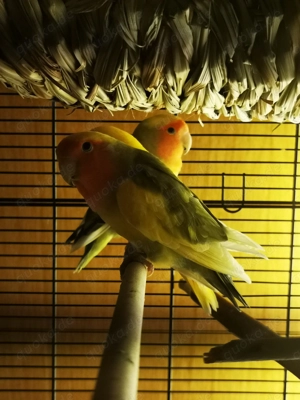 Rosenköpfchen   Pfirsichköpfchen   Agapornis  Bild 5