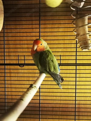 Rosenköpfchen   Pfirsichköpfchen   Agapornis  Bild 6