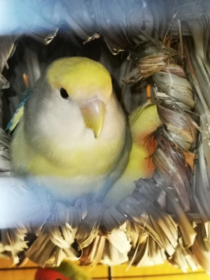 Rosenköpfchen   Pfirsichköpfchen   Agapornis  Bild 4