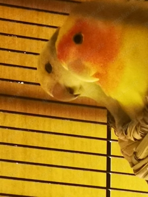 Rosenköpfchen   Pfirsichköpfchen   Agapornis  Bild 8